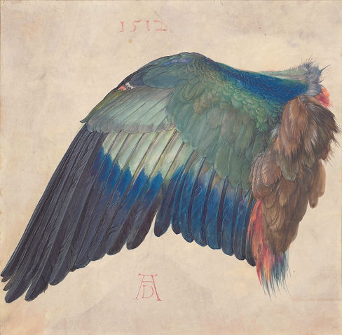 durer_wing.jpeg