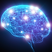 brain support