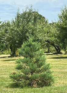 A_Tree_9_Epping_Sequioa.jpg