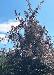 A_Tree_8_Copper_Beech.jpg