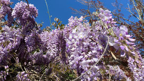 April 25, 2021 - 4th Sunday of Easter