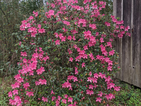 Spring Comes to West Winds