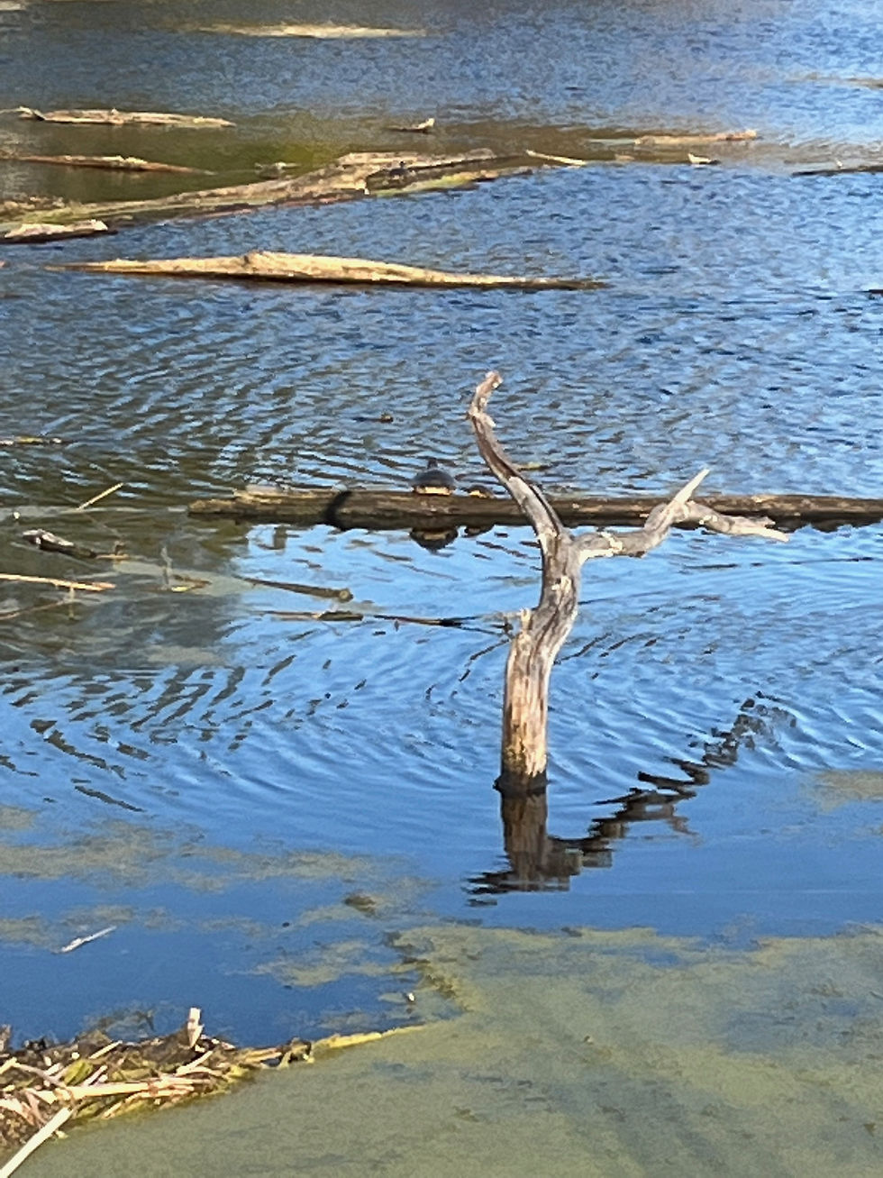 Turtles rest on a log at the Highland Heron Rookery in Highland, Indiana.