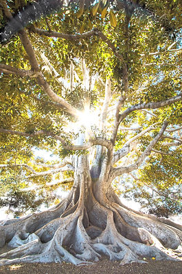 arbre généalogique, lumière, nature, racine, ancrage