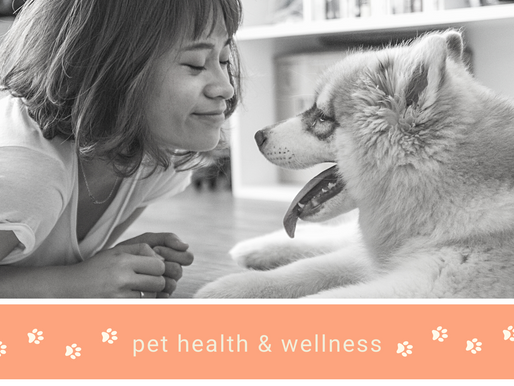 Top 10 Ways to Maintain Your Pet’s Health