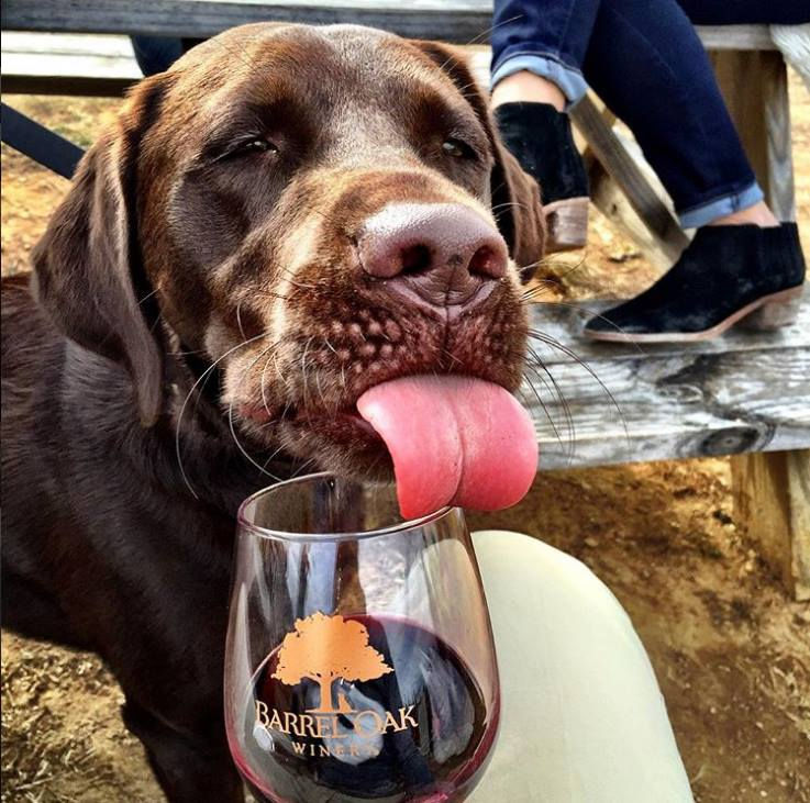 Adorable Chocolate Labrador enjoying some wine at Barrel Oak Winery
