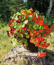 Nasturtiums on stump.jpg