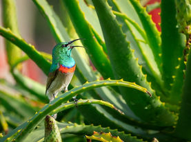 ALOE VERA "The burn plant"