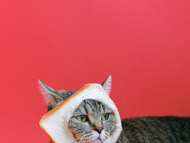 Cat Treat Ideas and Suggestions