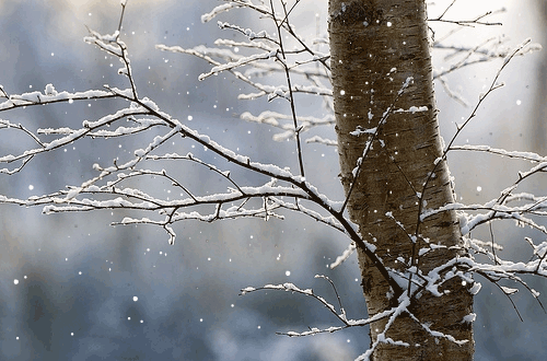 snowfall.gif