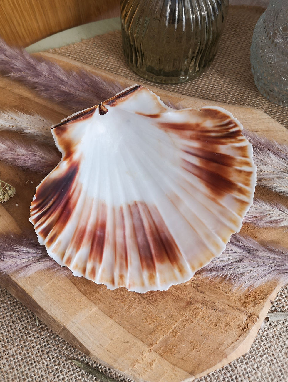 Miniature : Coquille Saint-Jacques naturelle