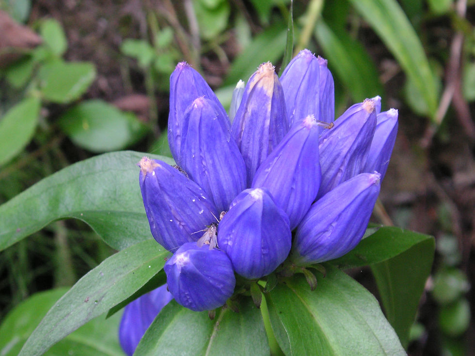 Bottle Gentian (Gentiani andrewsifor wetlands