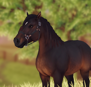 StarStable 2024-08-13 21-42-06.png