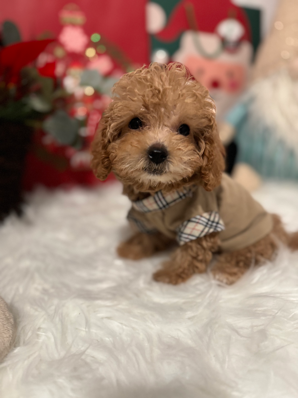 Thumbnail: Henny -Maltipoo (1096)