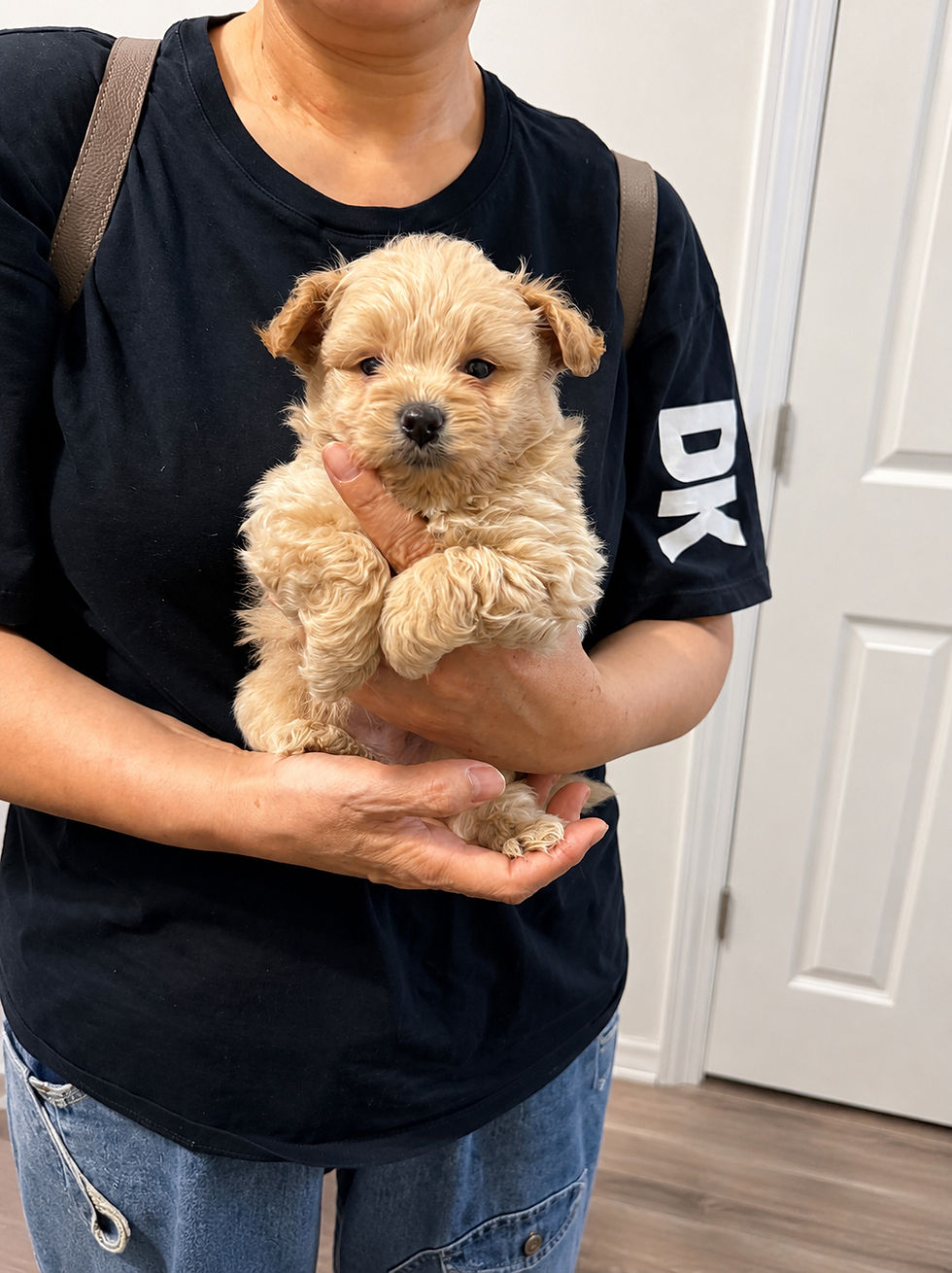 Thumbnail: Maxi-Pomapoo (114558)