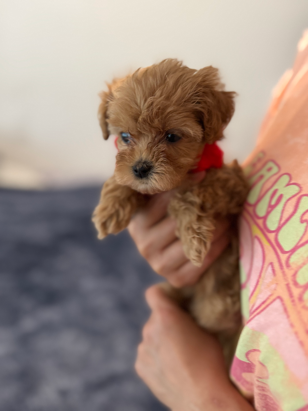 Thumbnail: Candy - Maltipoo (1076)