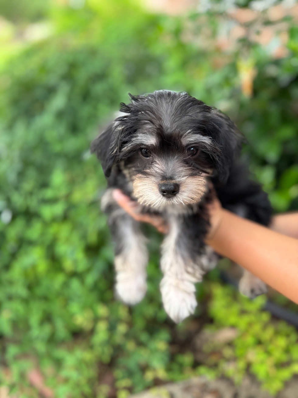 Thumbnail: Copper -Yorkipoo   (1059)