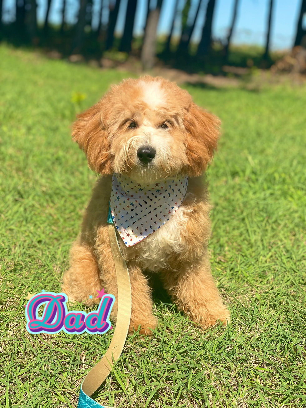 Thumbnail: Happy  - Mini  Goldendoodle(1078)