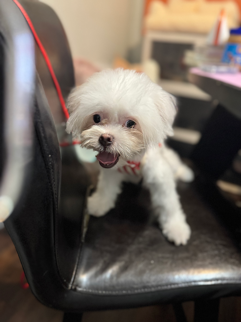 Thumbnail: Snow -Pomapoo (1020)