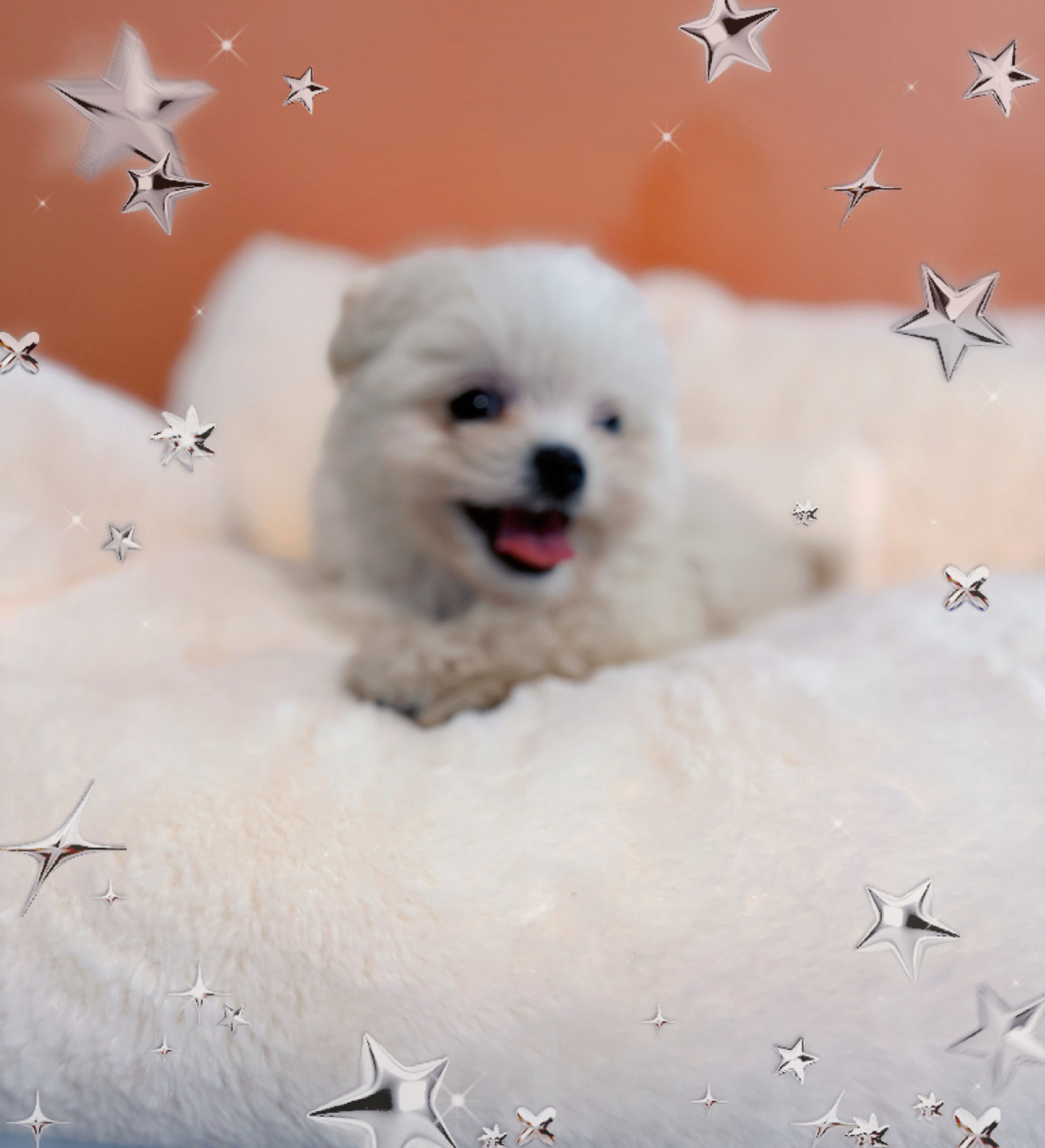 Vanilla -Pomapoo (1021)