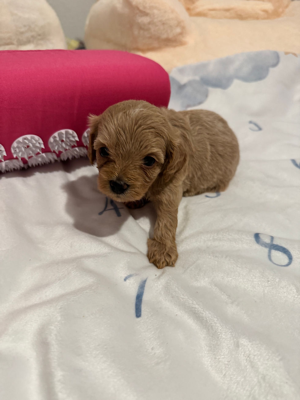 Thumbnail: Gucci- -Maltipoo (114551