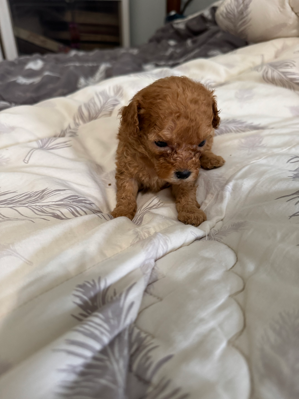 Thumbnail: Barely -poodle   (1042)