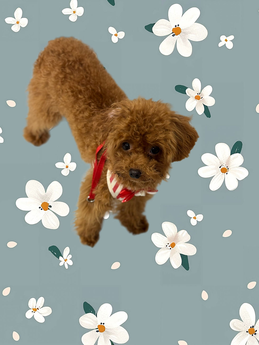 Thumbnail: Caffe-poodle   (1040)