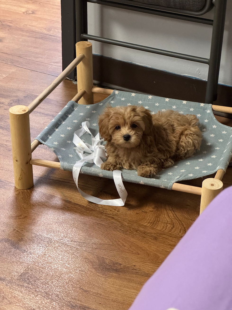 Thumbnail: Ripple   - Maltipoo (1091)