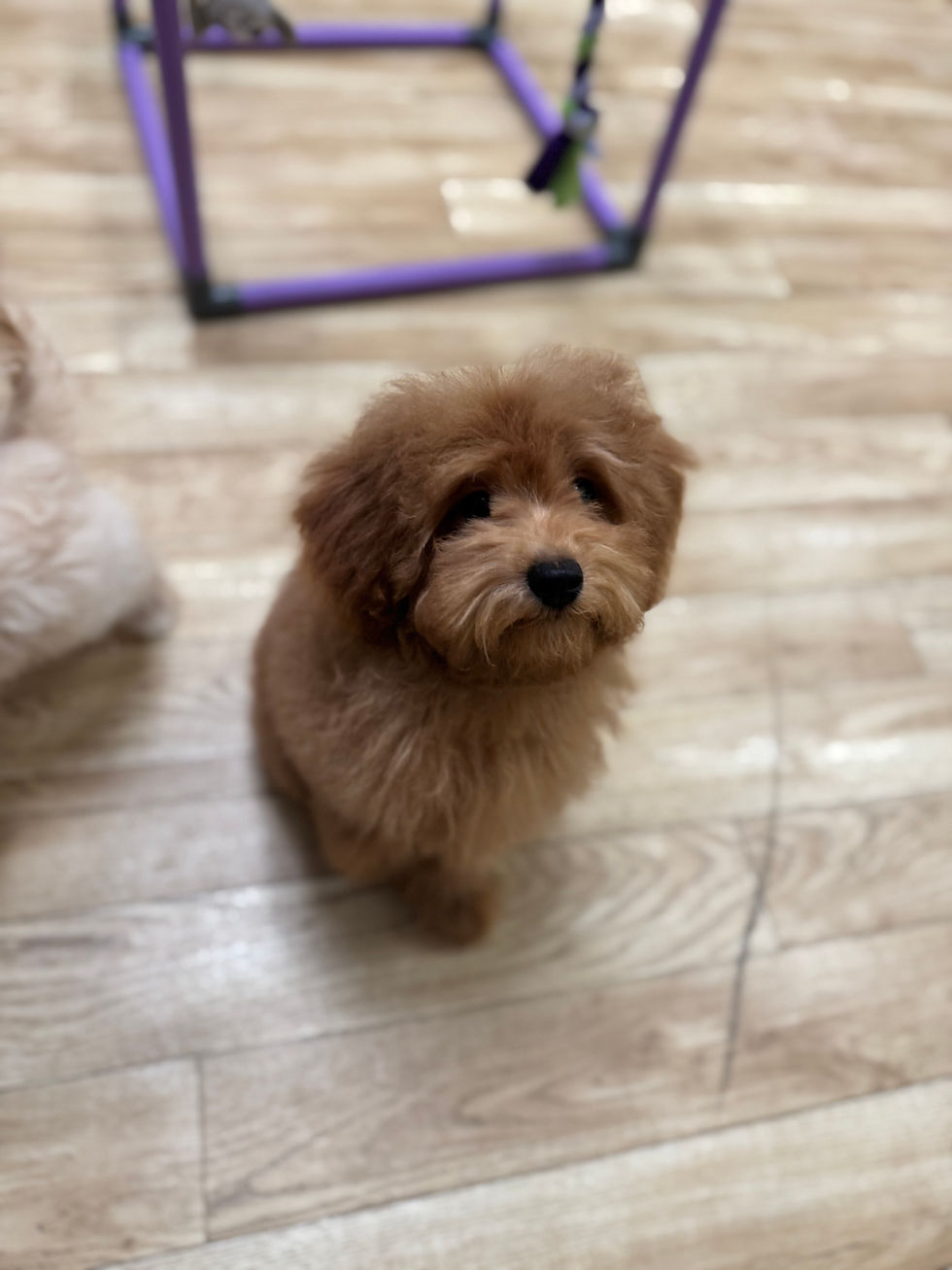 Thumbnail: Almond --Maltipoo(1116)