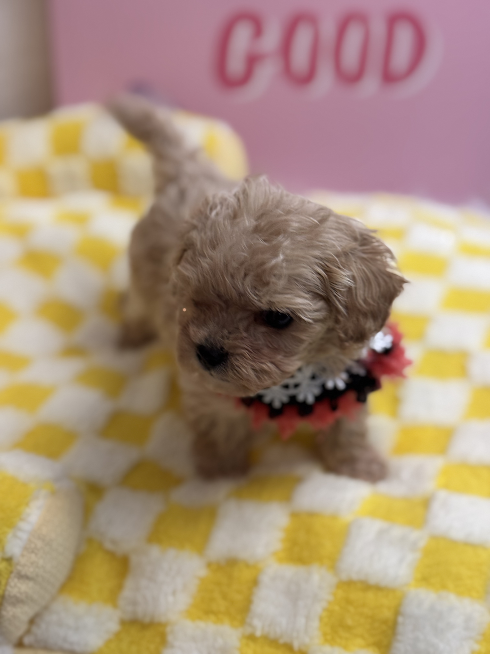 Thumbnail: Vanilla - maltipoo (1085)