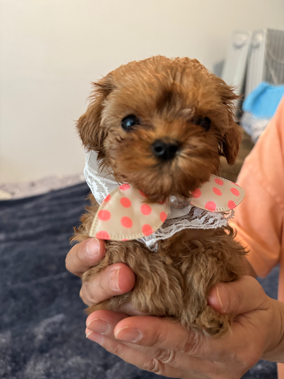 Thumbnail: Coconut- Maltipoo (1074)