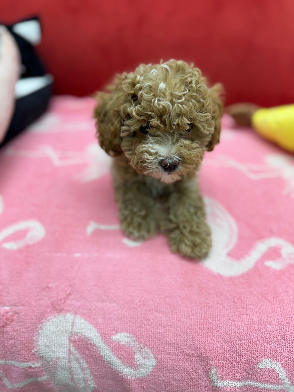 Thumbnail: Cookie-Maltipoo (114570)