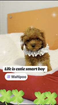 Thumbnail: Life - mini Maltipoo (1068)