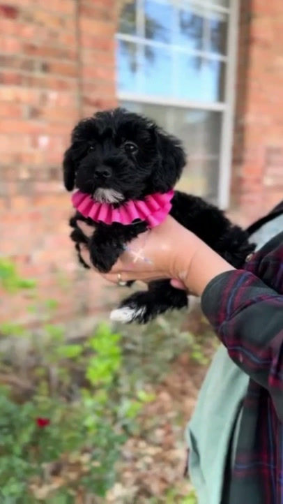 Thumbnail: Ruby-Yorkiepoo(11442)