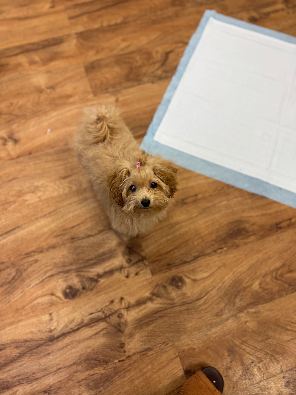 Thumbnail: Mushroom- Maltipoo(1120)