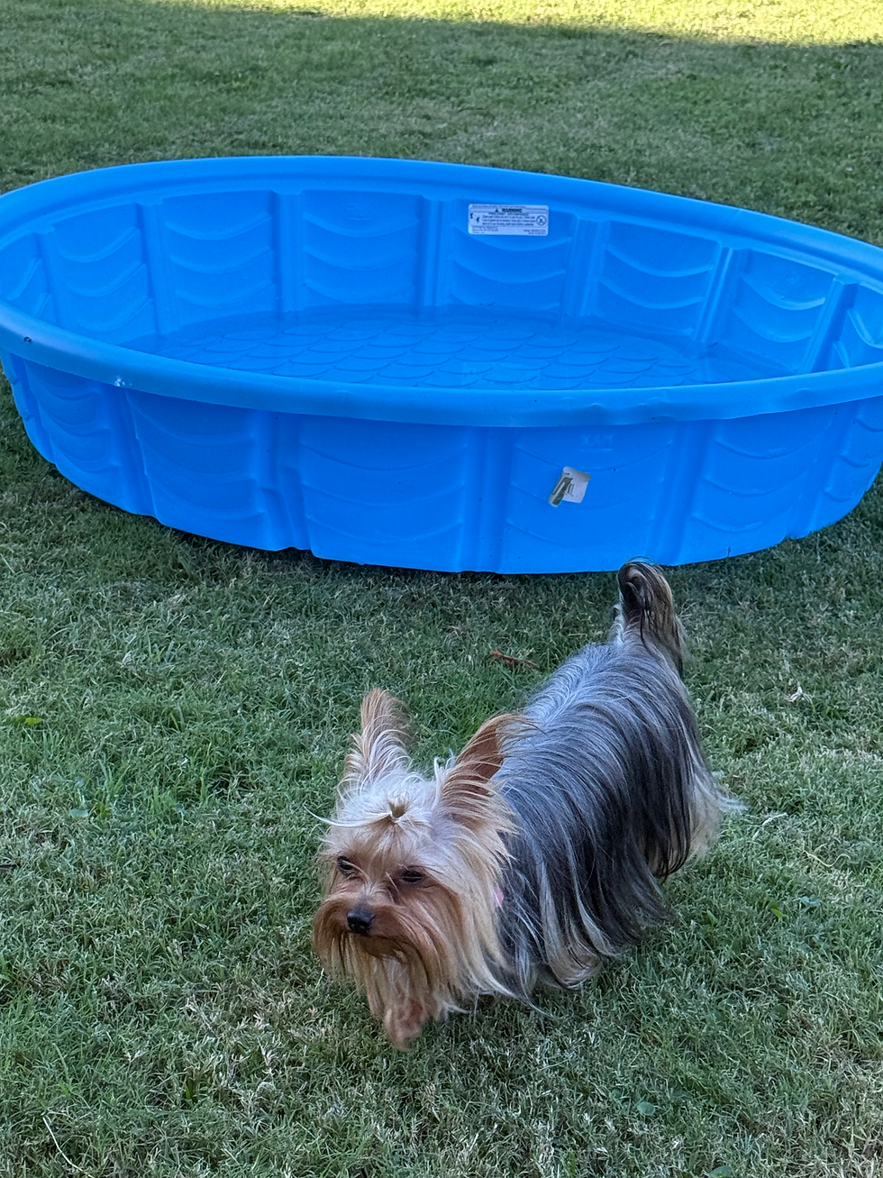 Thumbnail: Mini  - Yorkie   (1095)