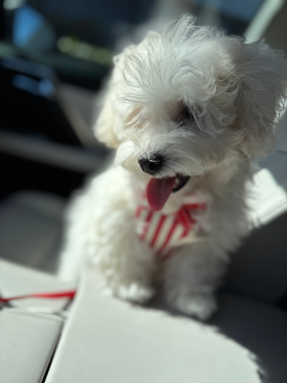 Thumbnail: Biscuit-Maltipoo  (1069)