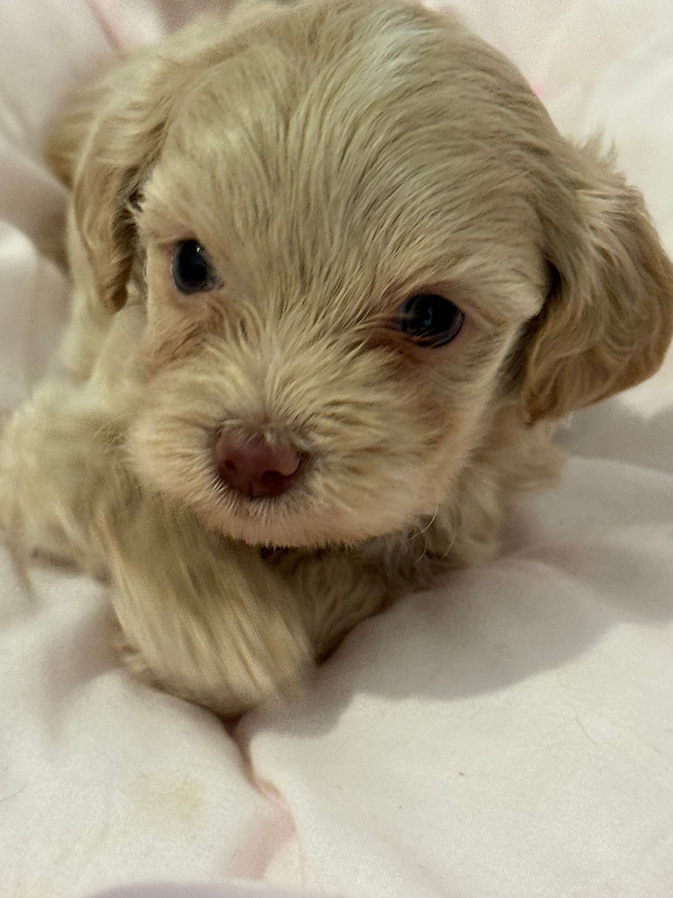 Thumbnail: Buddy - -Maltipoo (114554))