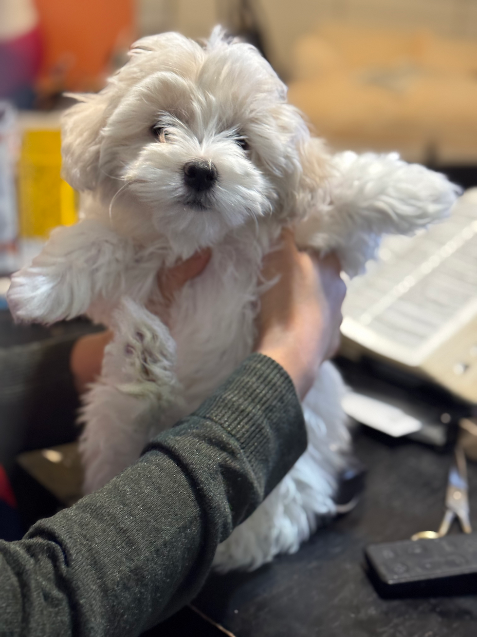 Thumbnail: Angel - Maltipoo(1098)