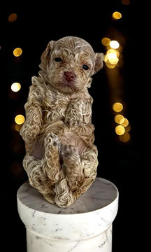 Thumbnail: Doll  - maltipoo (1090)