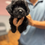 Thumbnail: Blackberry -Yorkipoo   (1057)