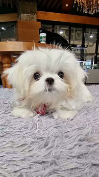 Thumbnail: Cloud- Maltese  (KM 4-29)