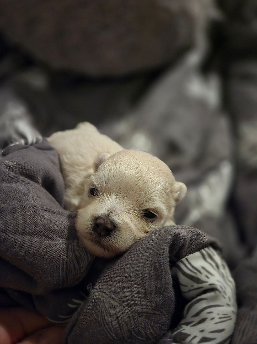 Thumbnail: Vanilla -Pomapoo (1021)