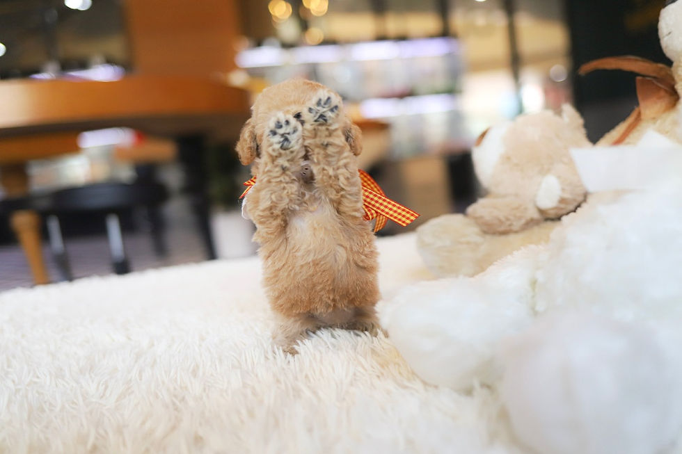 Thumbnail: Meave :Maltipoo (K -M2)