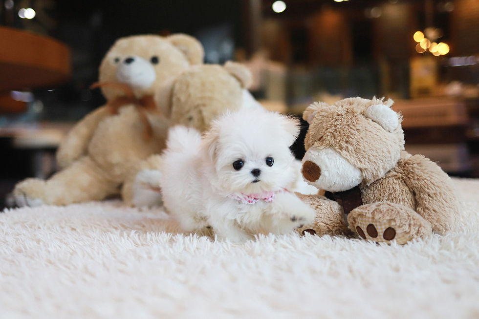 Thumbnail: Jellabia   -Maltese(K10-11)