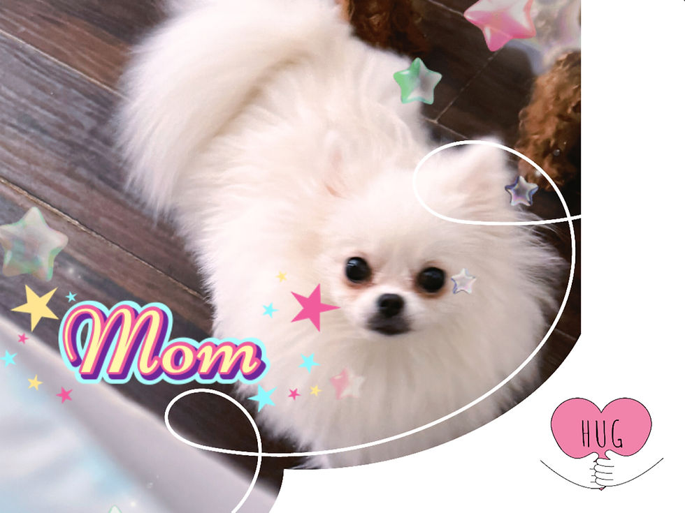 Thumbnail: Pearl -Pomeranian (1080)