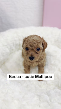 Thumbnail: Becca - Maltipoo (1050)
