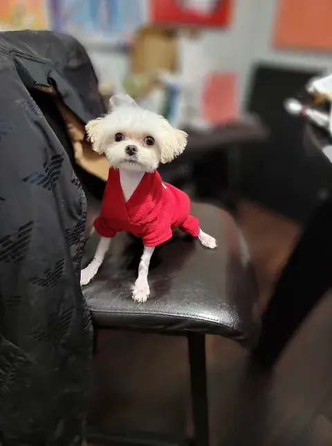 Thumbnail: Vanilla - maltipoo (1085)