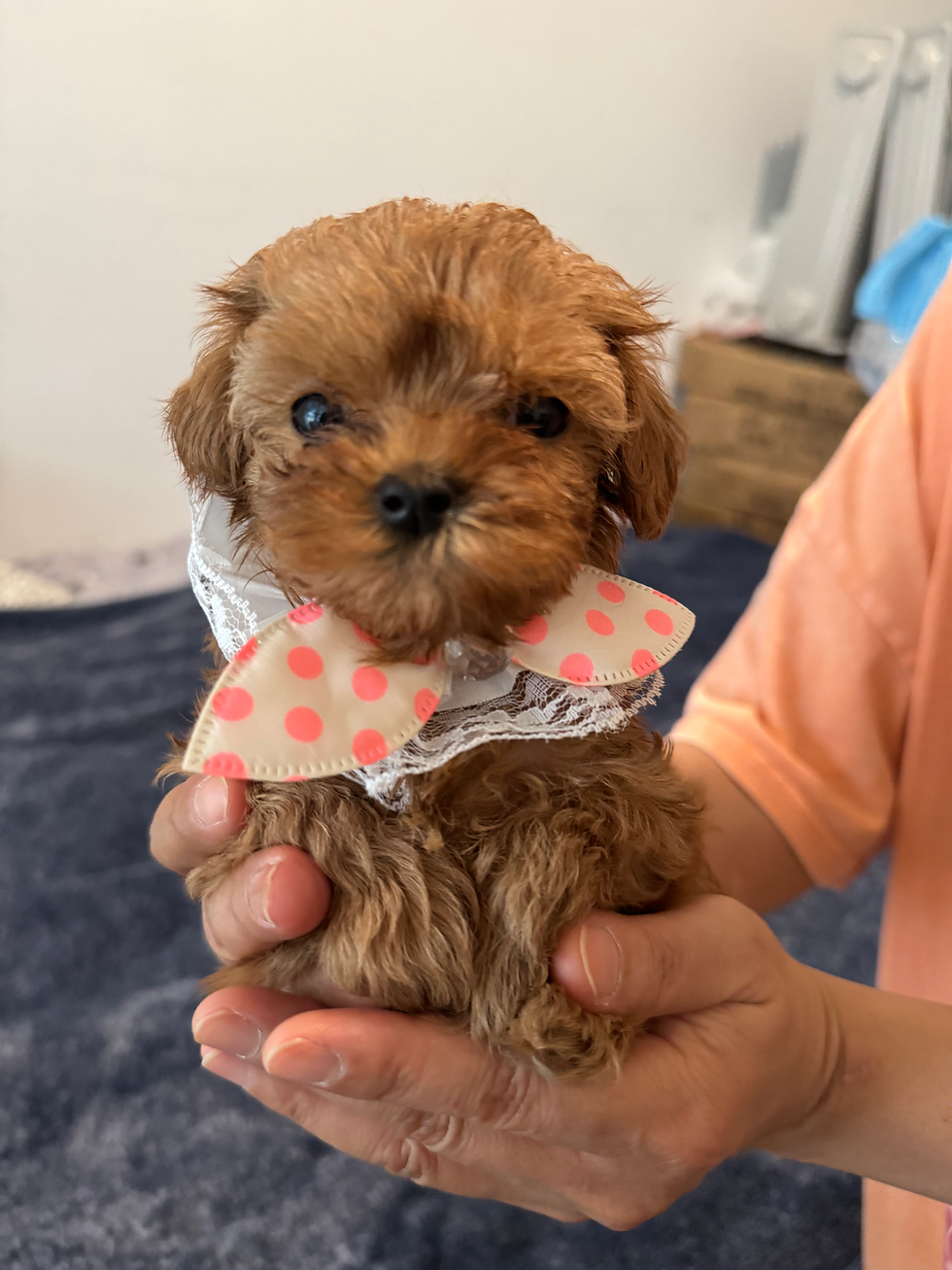 Thumbnail: Coconut- Maltipoo (1074)