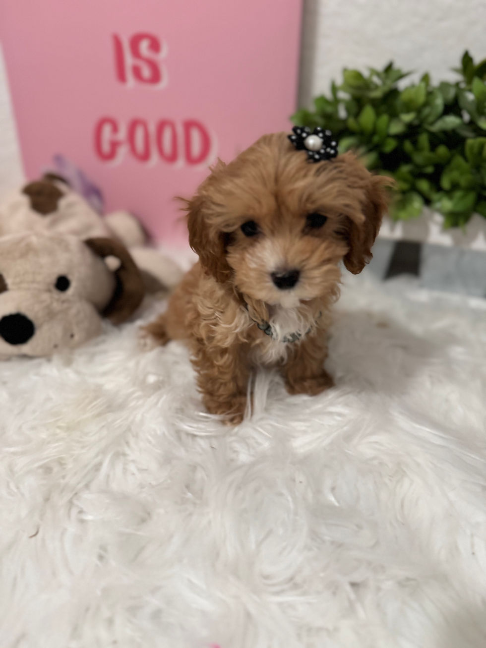 Thumbnail: Rocky--Maltipoo(1115)